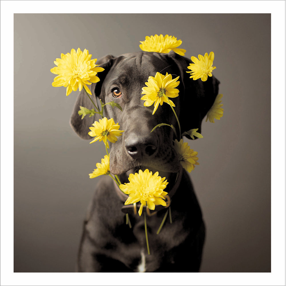 Arlo The Hippie Greeting Card | 16x16cm
