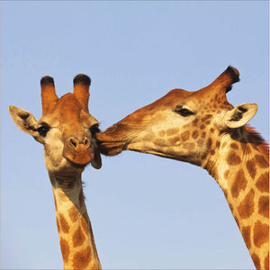 Giraffe Big Kisses Photographic Card | 16x16cm