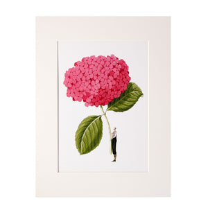 Pink Hydrangea "In Bloom" Mounted A4 Print